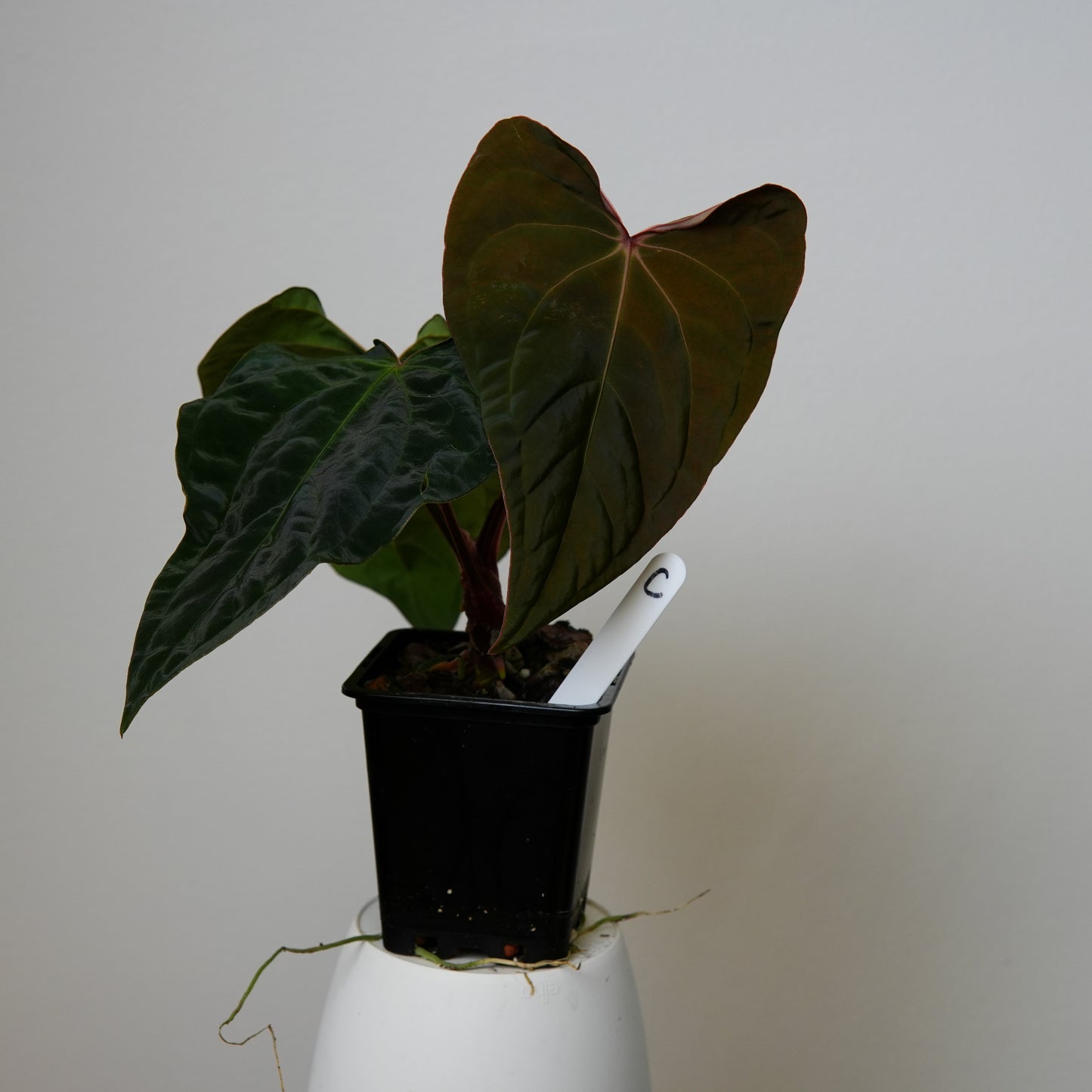Anthurium peruvian noid 'Huanco Velvet' x carlablackiae (NSE)