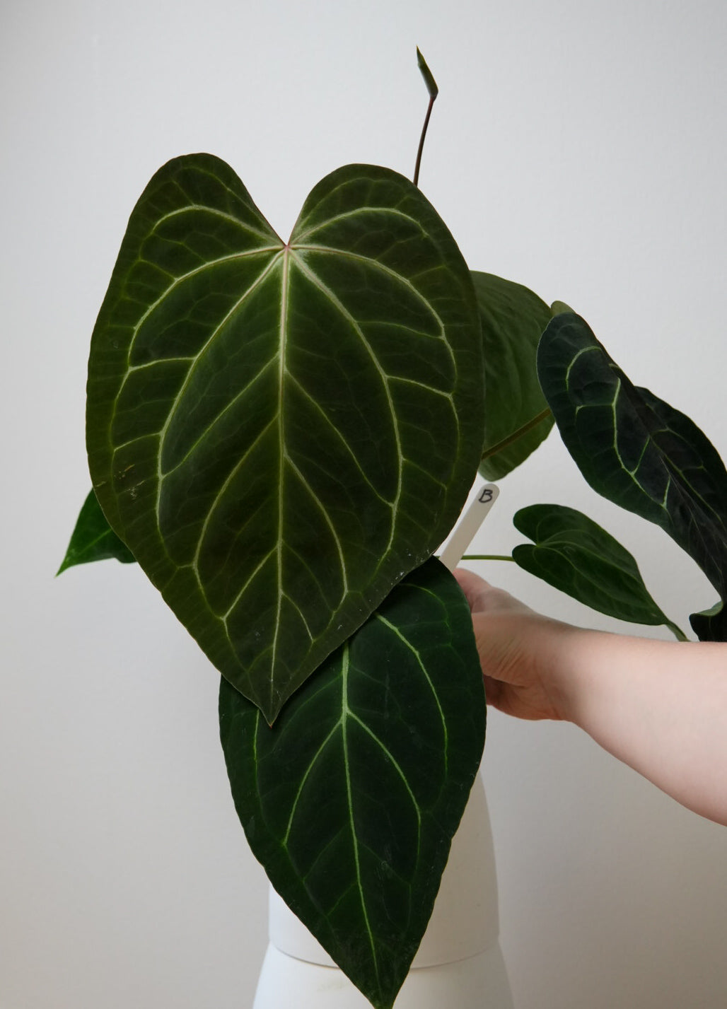 Anthurium Silver blush x carlablackiae X (NSE)