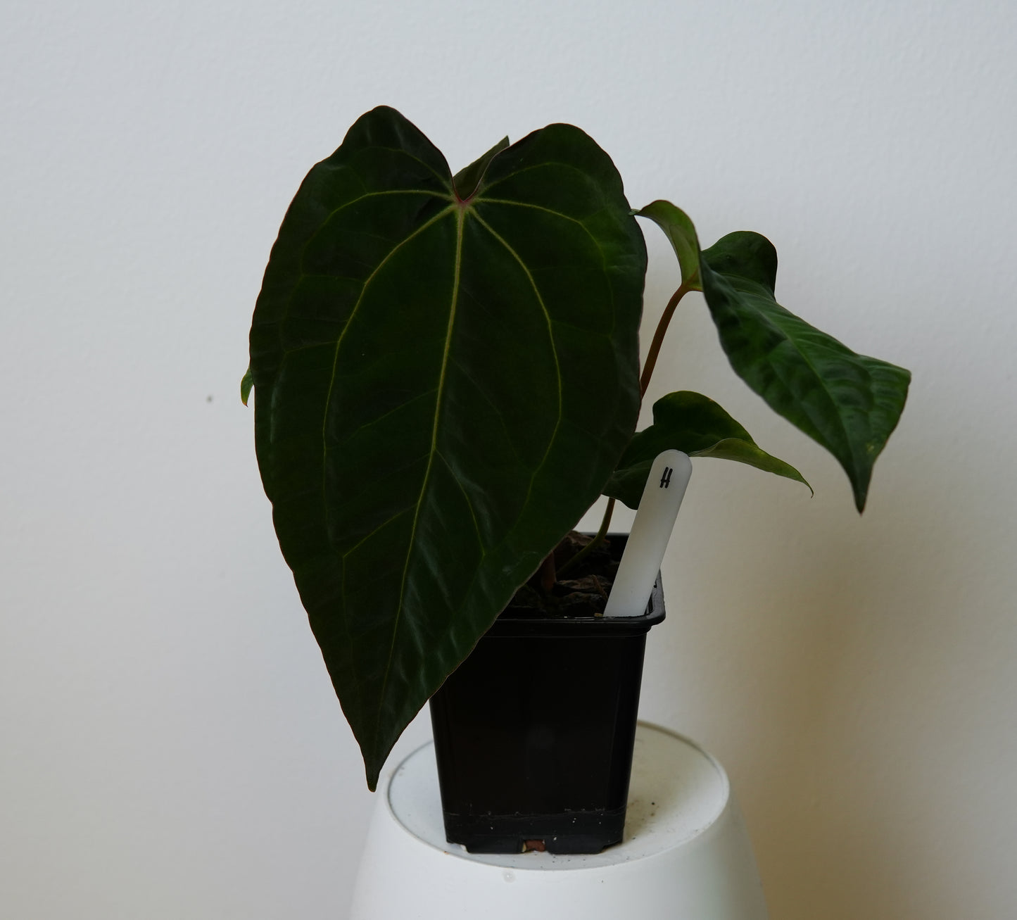 Anthurium (AOS x (Zara x Michelle) 1) x ((carlablackiae x dressleri RD) x pap 'RLFS')