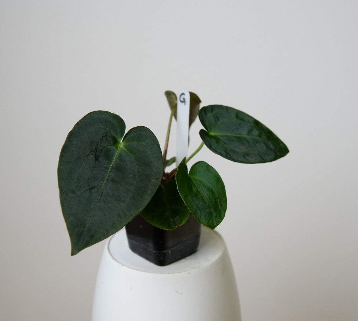 Anthurium (AOS x forgetii 2) x carlablackiae X (NSE)