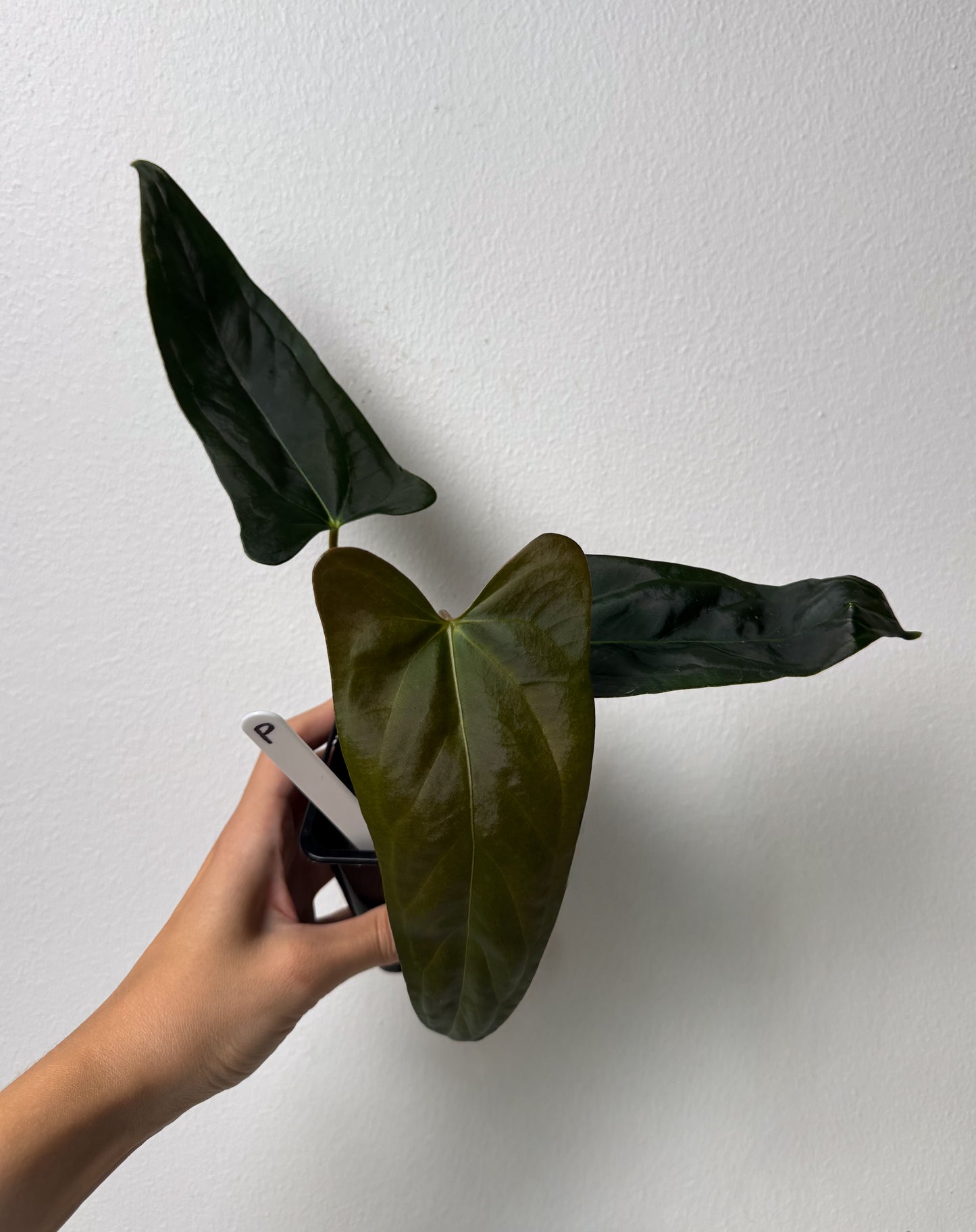 Anthurium (subsignatum x papillilaminum 'Marie') x (NSE dorito port x  papillilaminum RLFS)