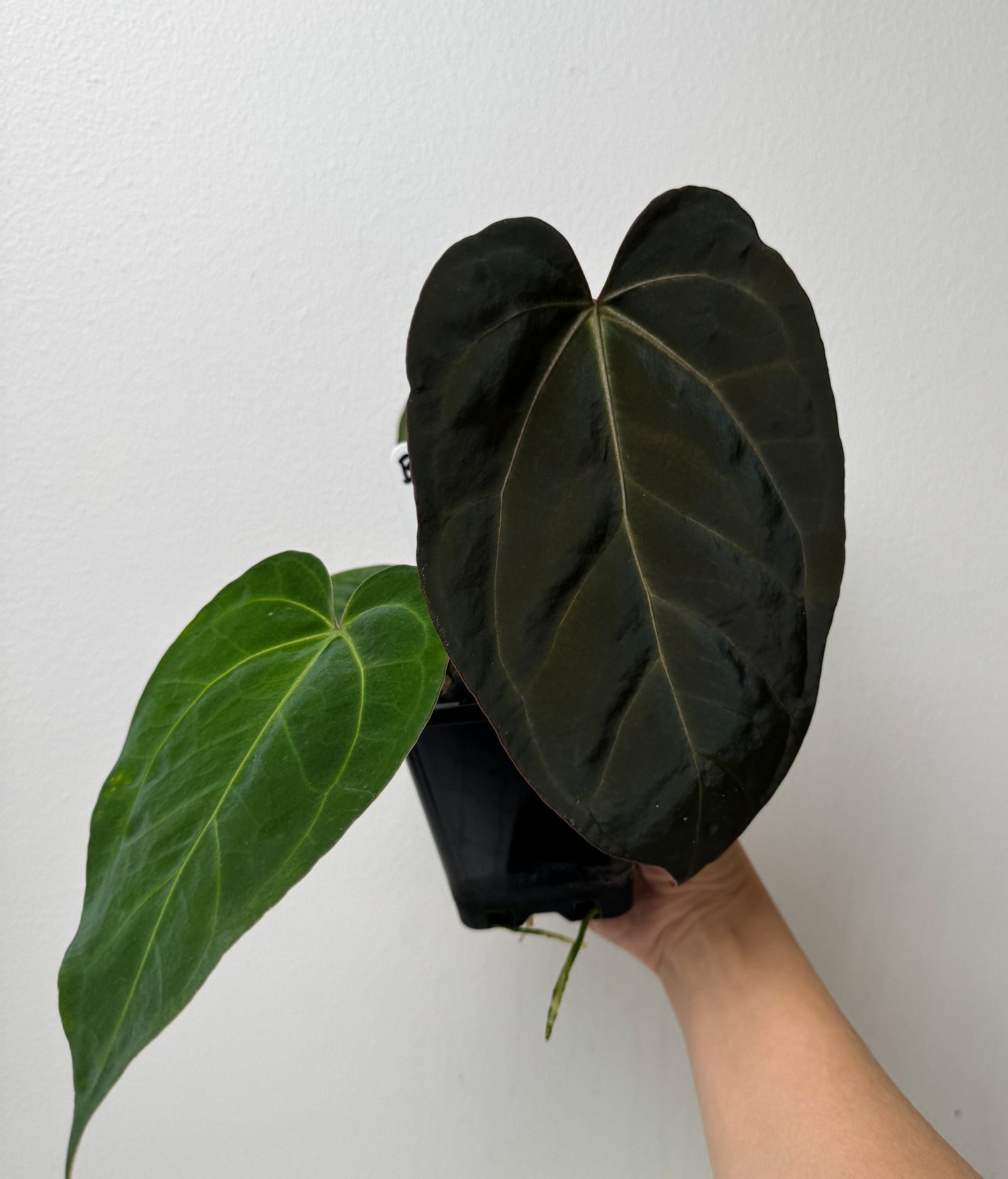 Anthurium carlablackiae X (NSE) x complex HU hybrid 1