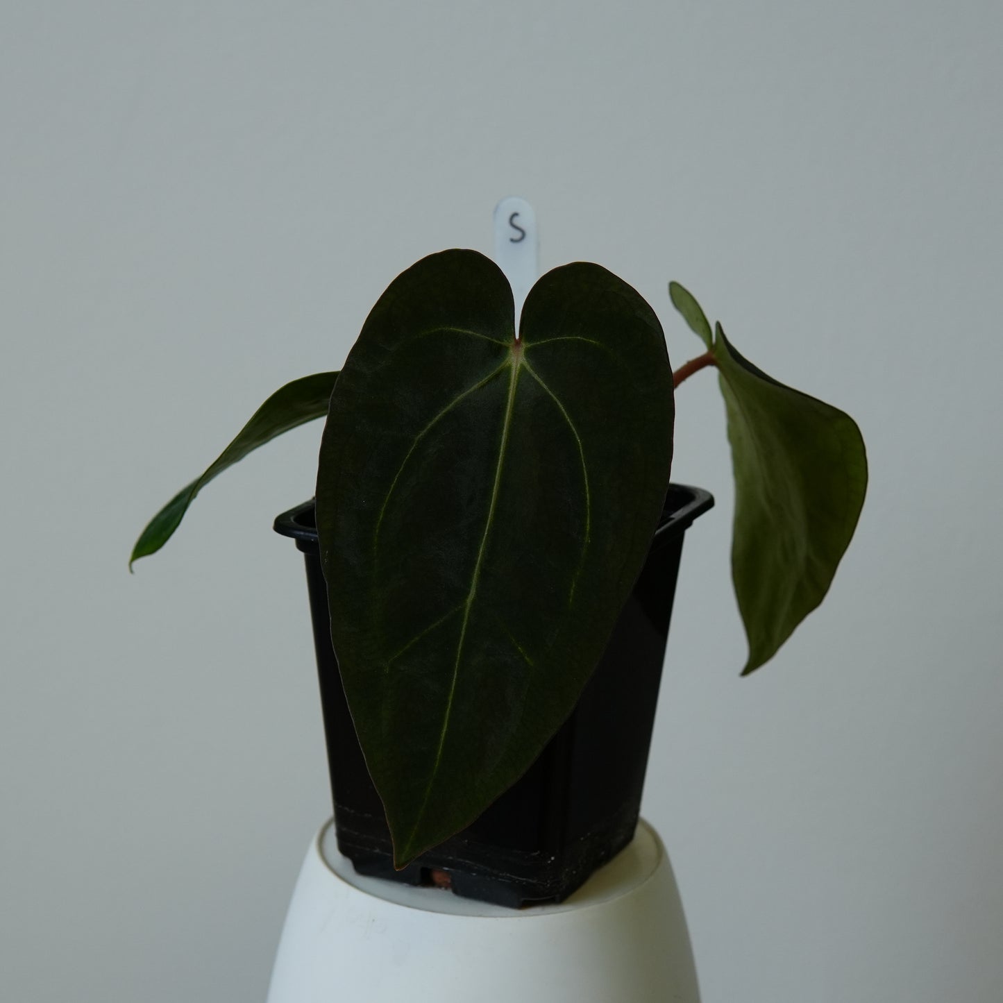 Anthurium carlablackiae (NSE) x carlablackiae X (NSE)