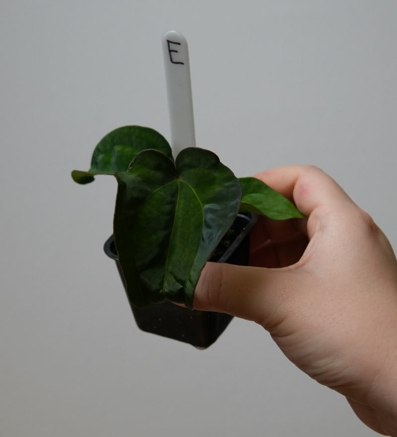 Anthurium (AOS x (Zara x Michelle) 1) x ((carlablackiae x dressleri RD) x pap 'RLFS')