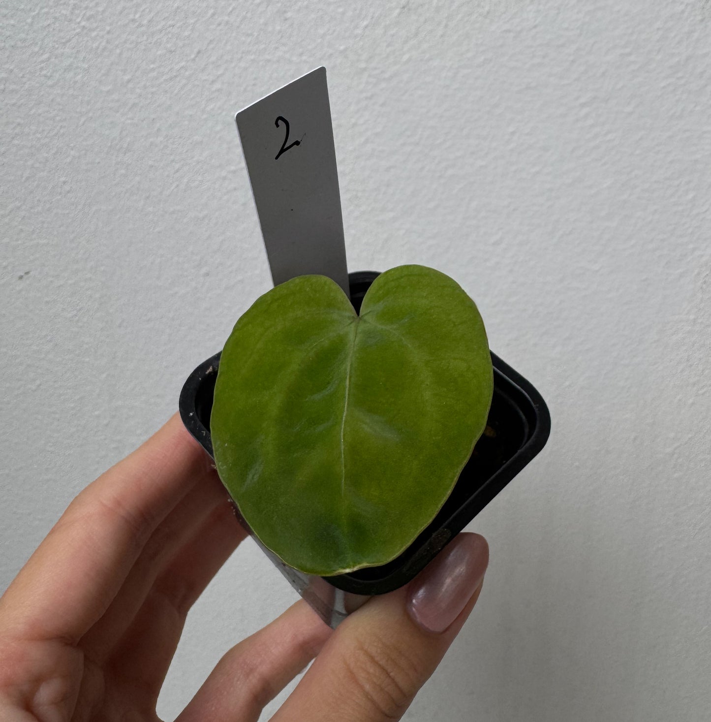 Anthurium (forgetii x warocqueanum 2) x Huanco velvet 1