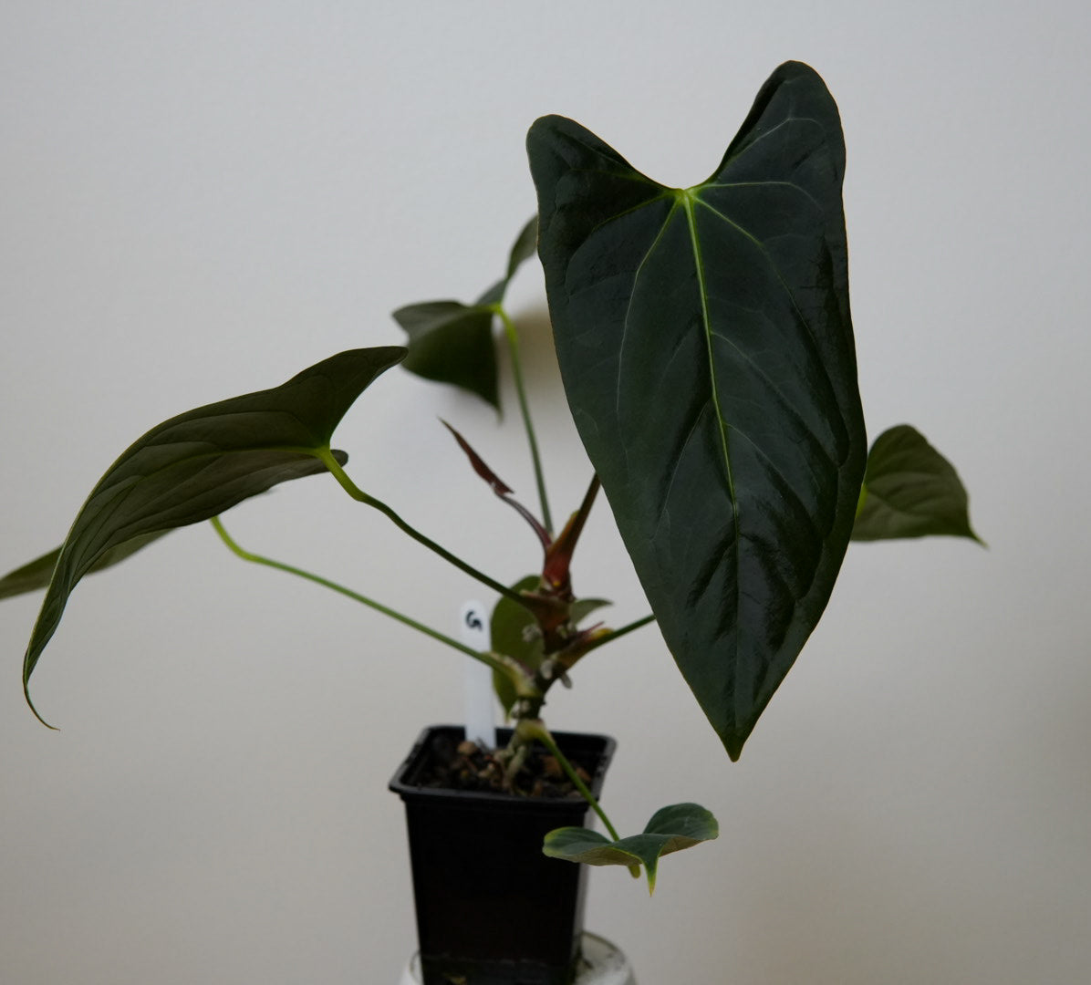 Anthurium (subsignatum x papillilaminum 'Marie') x (NSE dorito port x  papillilaminum RLFS)