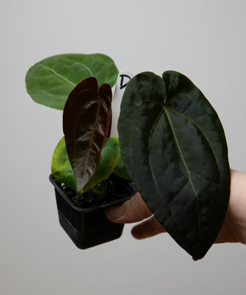 Anthurium (Red Crystallinum x forgetii) x (noid 'Code Red' x papillilaminum 'A+')