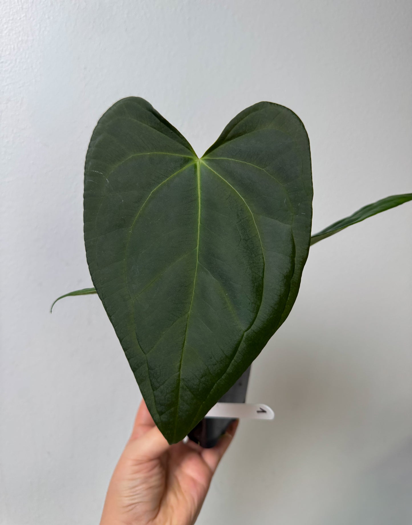 Anthurium (Velvet mask x besseae aff 1) x (subsignatum x papillilaminum 'Marie')