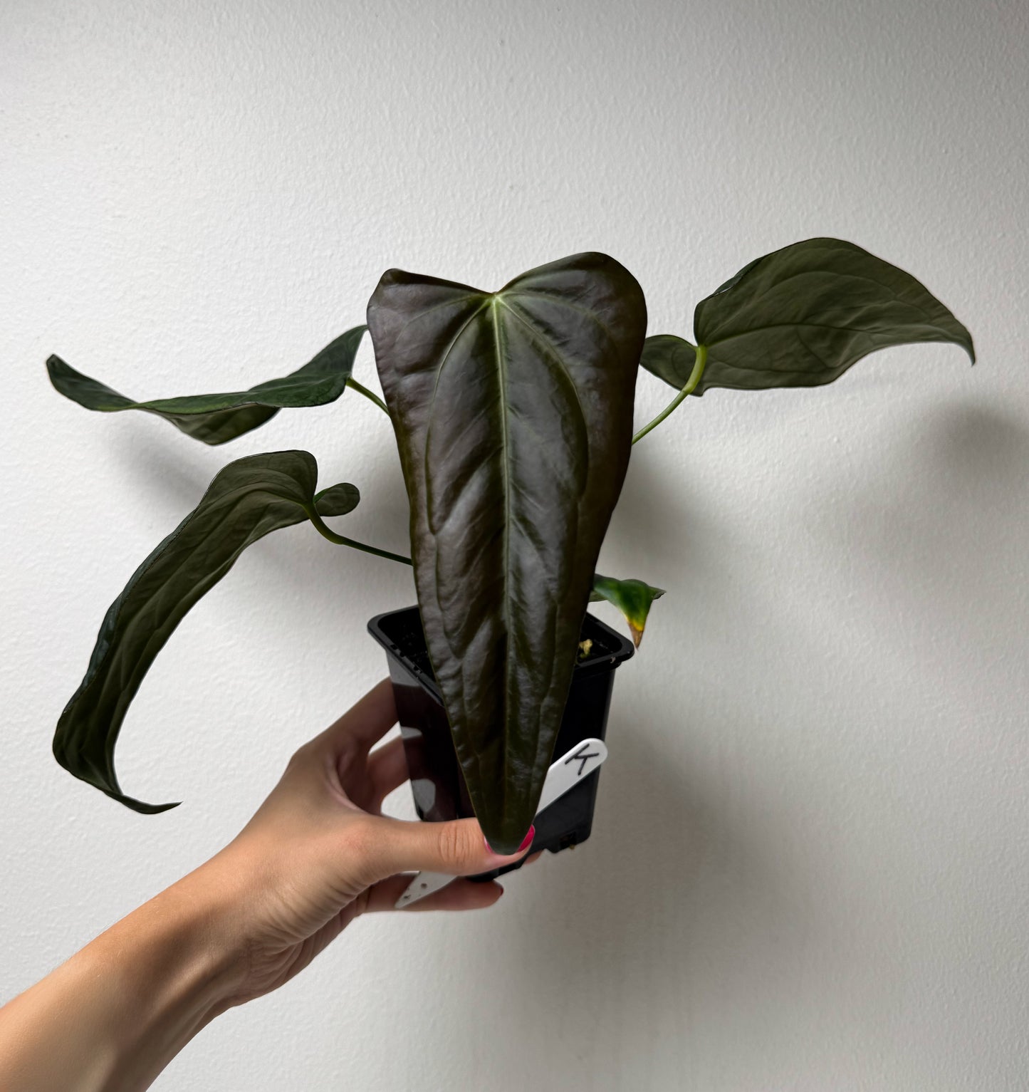 Anthurium (subsignatum x papillilaminum 'Marie') x (NSE dorito port x  papillilaminum RLFS)