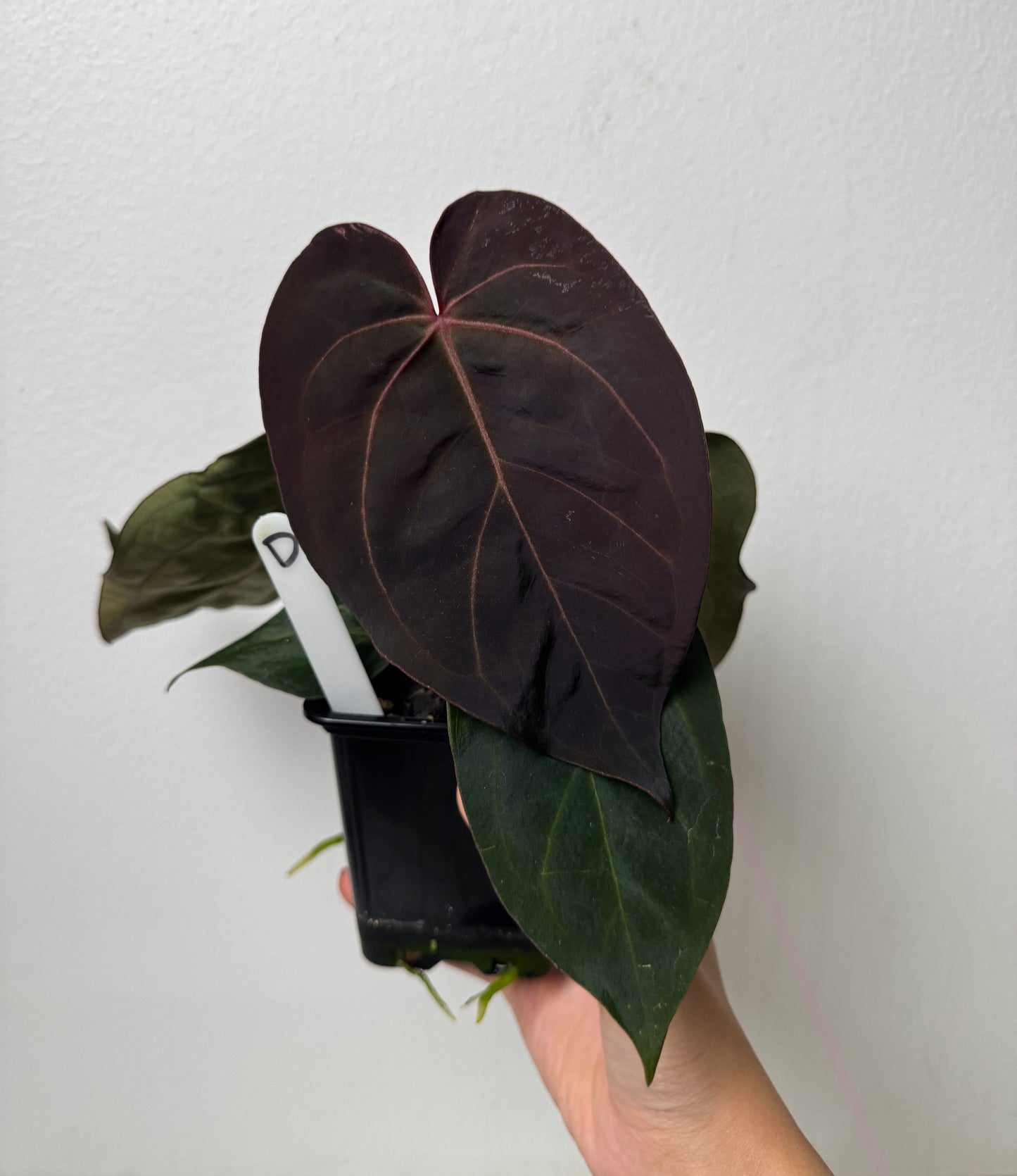 Anthurium carlablackiae X (NSE) x complex HU hybrid 1