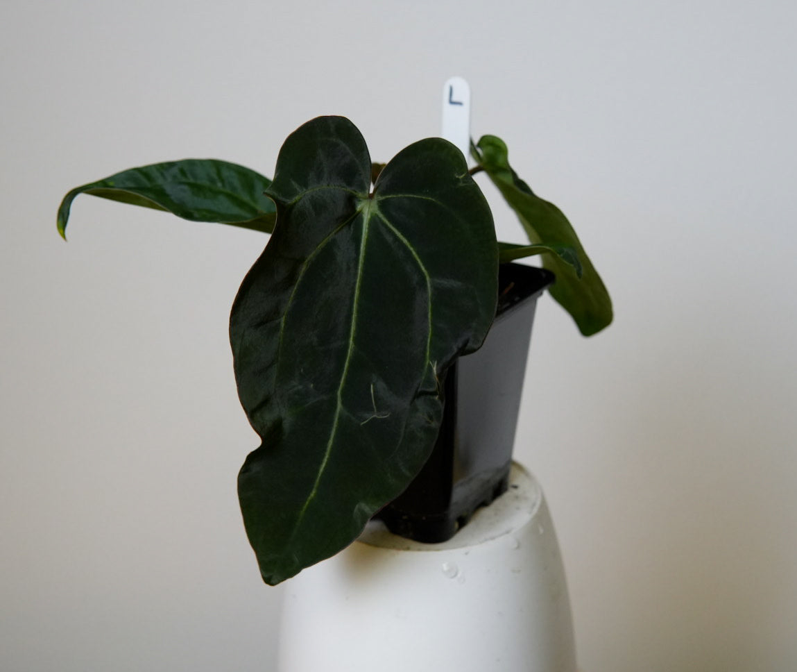 Anthurium Ace of Spades x carlablackiae (NSE)