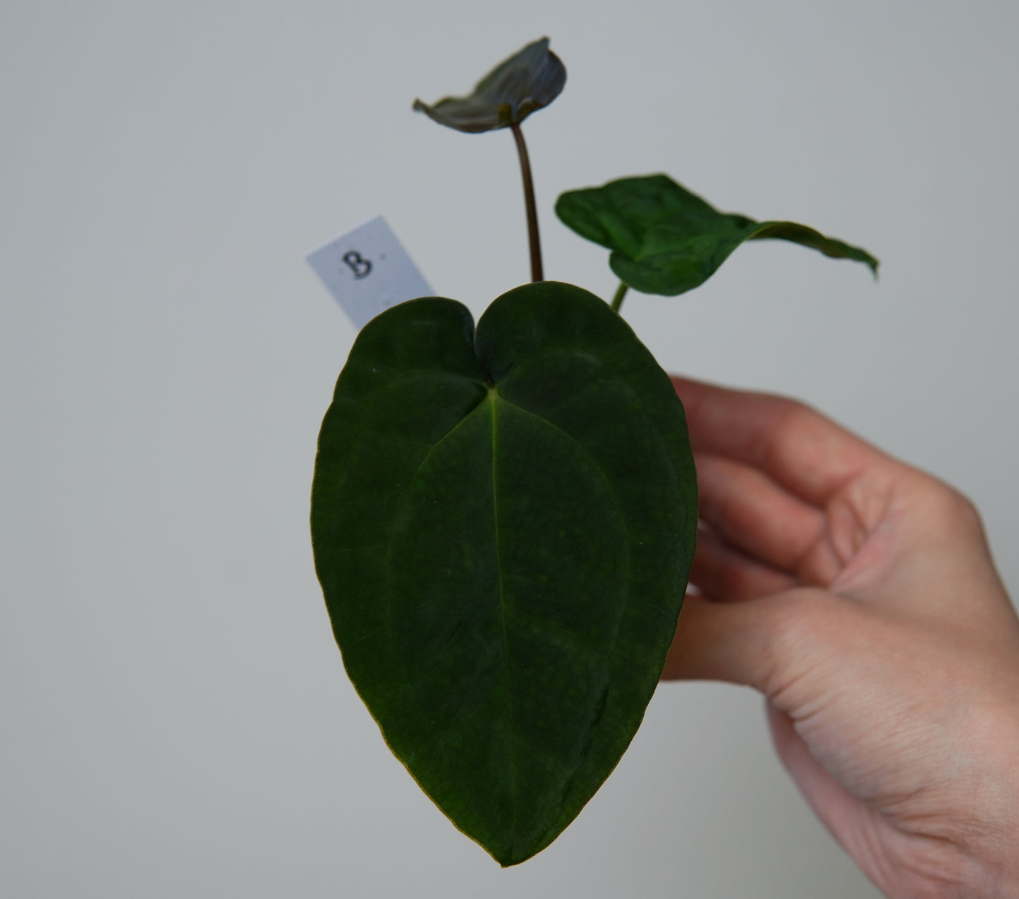Anthurium (AOS x forgetii 1) x BVEP ('round' x 'RA1')