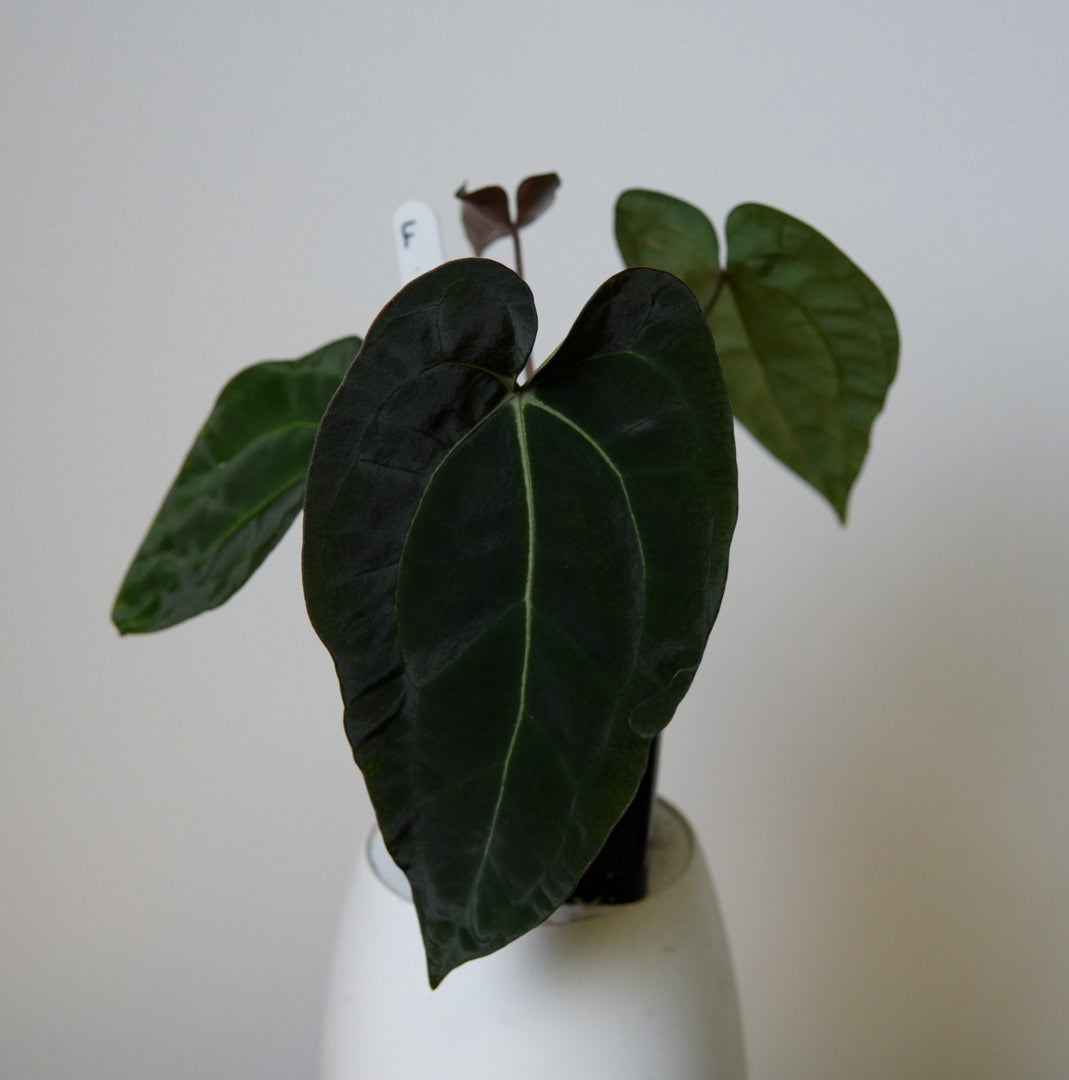 Anthurium Ace of Spades x carlablackiae (NSE)