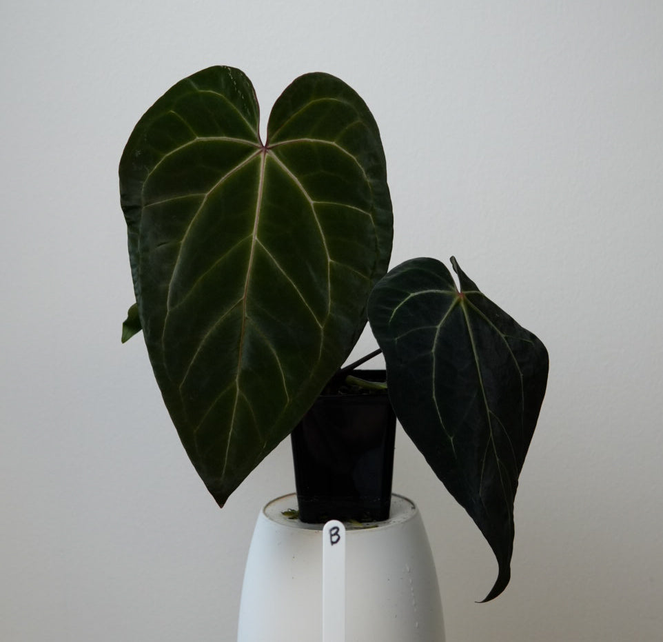 Anthurium (Zara x Michelle) x carlablackiae X (NSE)