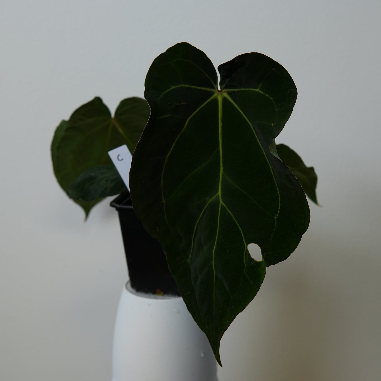 Anthurium (AOS x (Zara x Michelle) 1) x ((carlablackiae x dressleri RD) x pap 'RLFS')