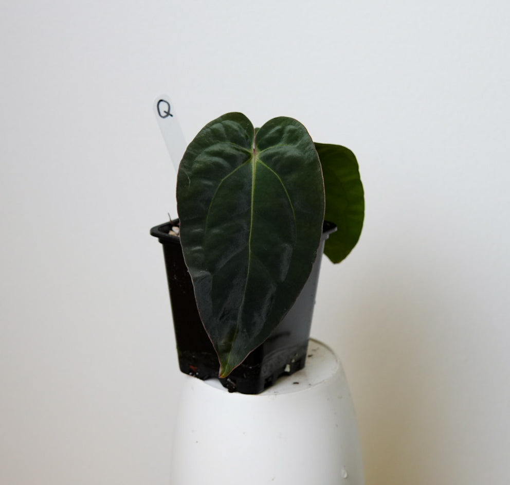 Anthurium carlablackiae (NSE) x BVEP ('SS x RA')