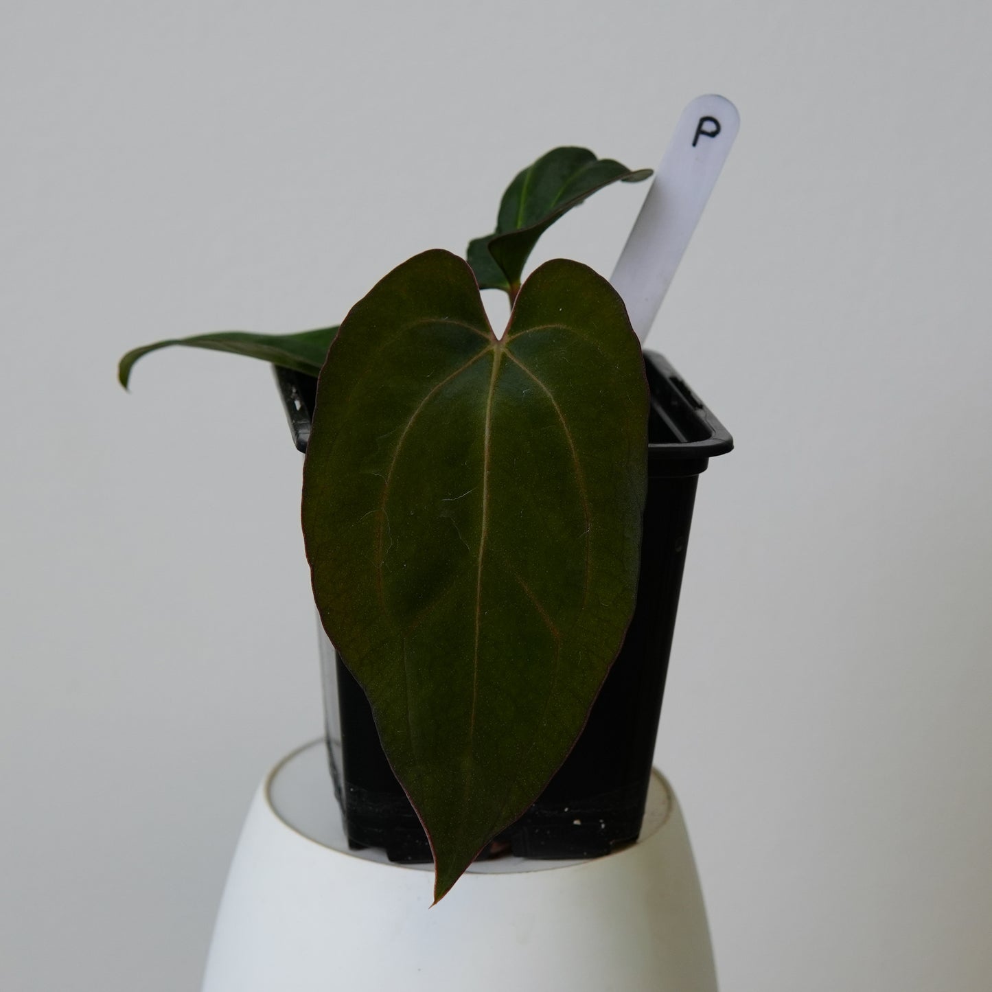 Anthurium ((carlablackiae x dressleri RD) x pap 'RLFS') x carlablackiae (NSE)