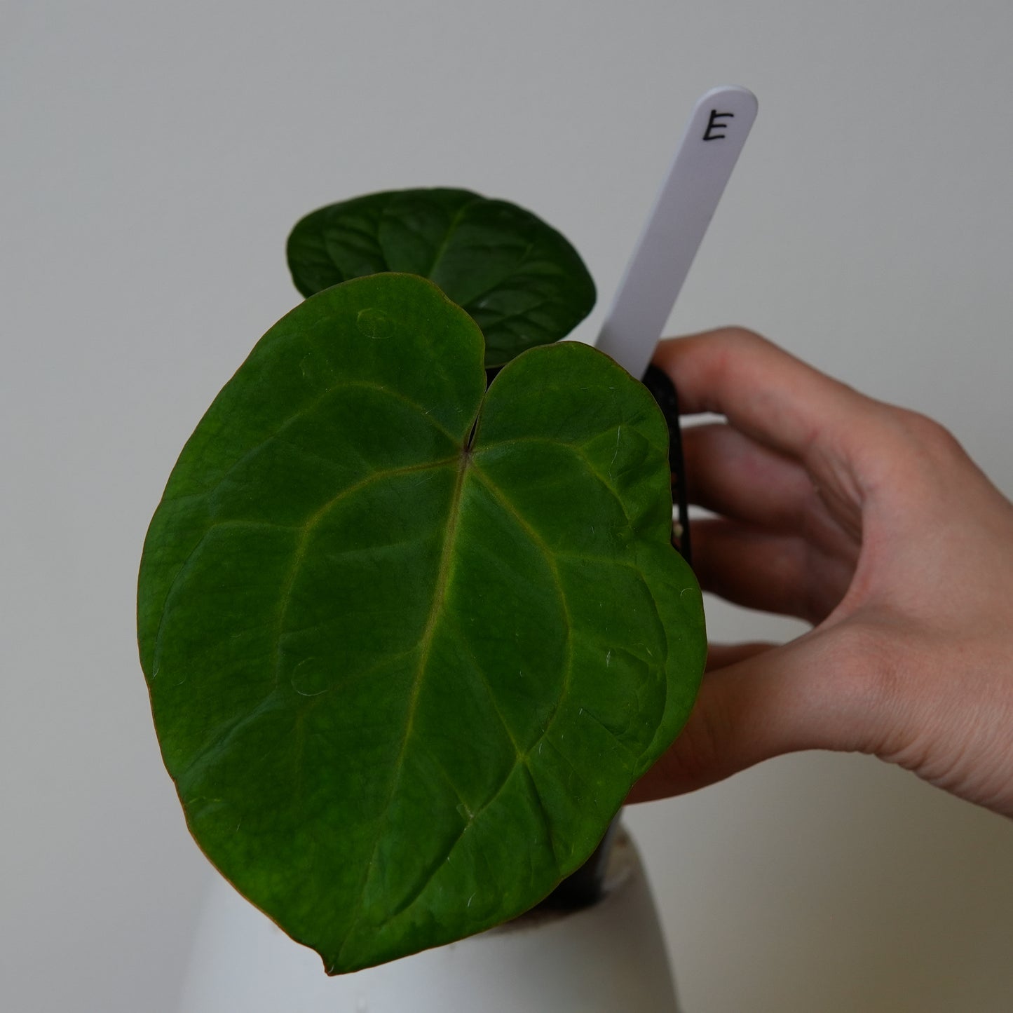 Anthurium (AOS x (Zara x Michelle) 1) x (carlablackiae (NSE) x kunayalense 1)