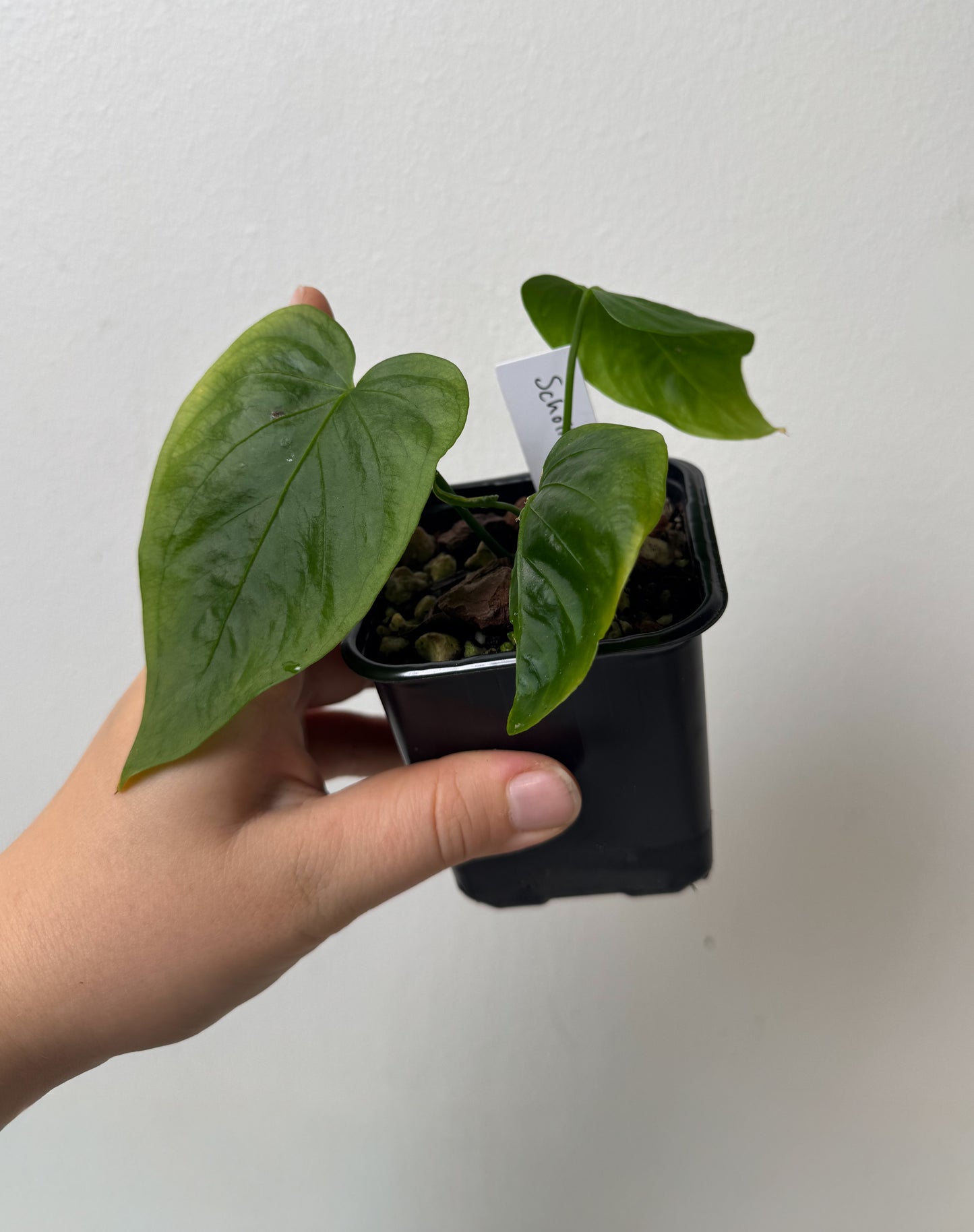 Anthurium schottianum