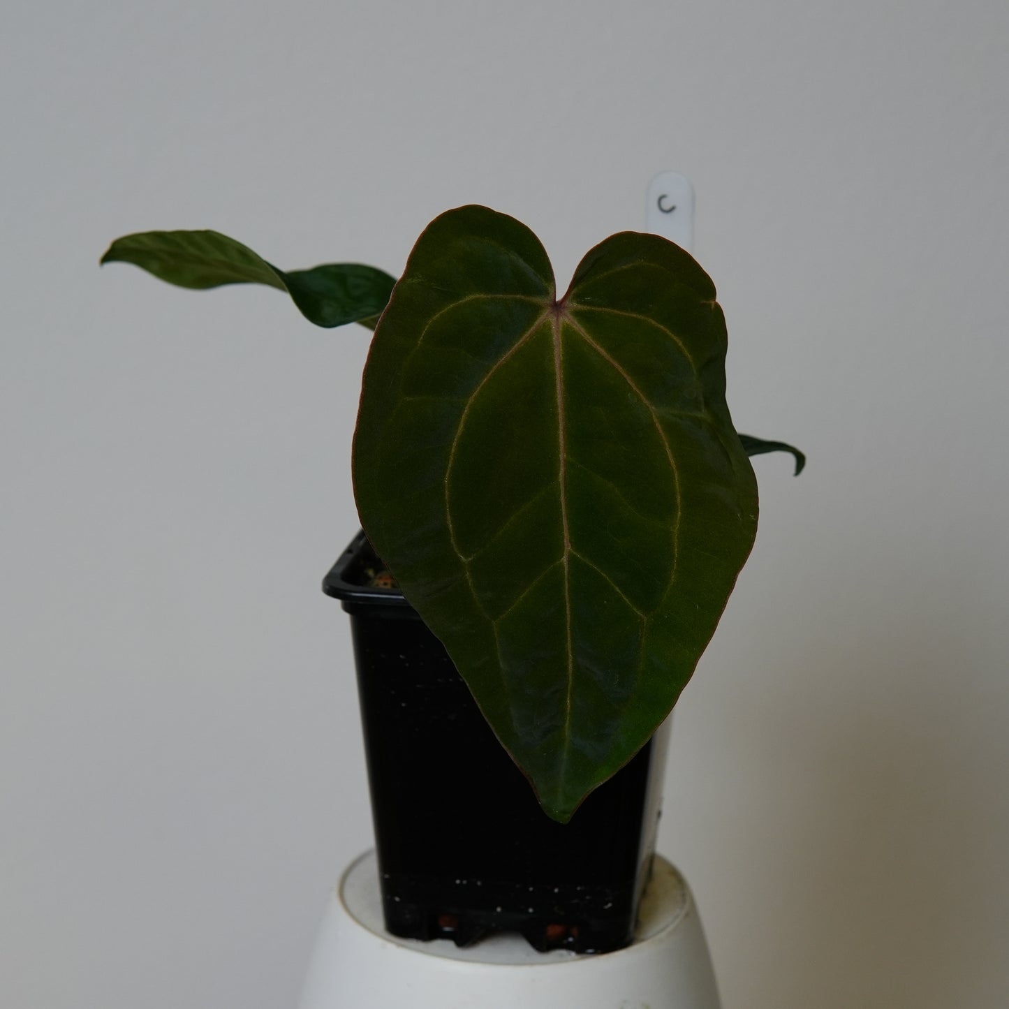 Anthurium (AOS x (Zara x Michelle) 1) x (carlablackiae (NSE) x kunayalense 1)