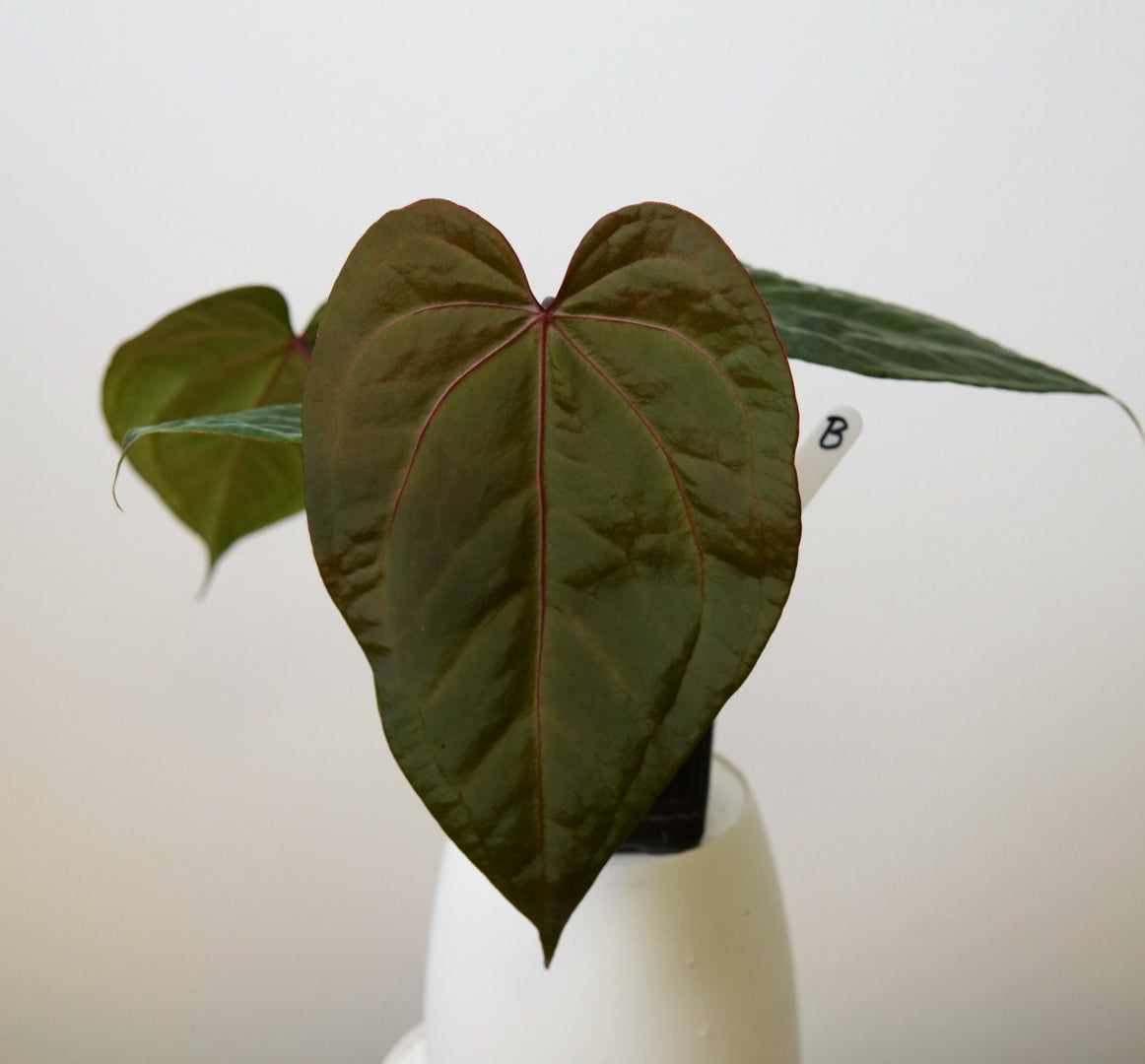 Anthurium Cv Carmesim x (Zara x Michelle)