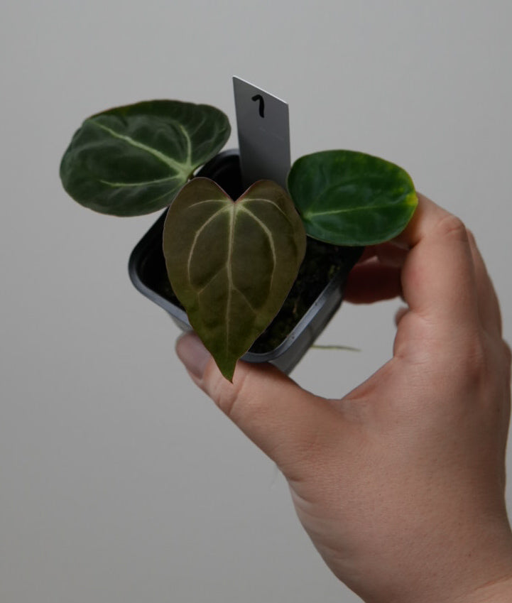 Anthurium magnificumX x carlablackiae (NSE)