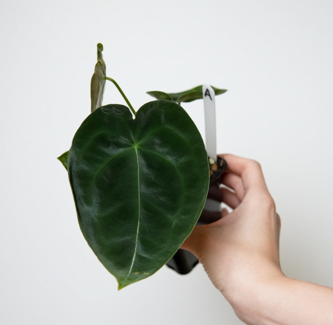 Anthurium forgetii dark form x self