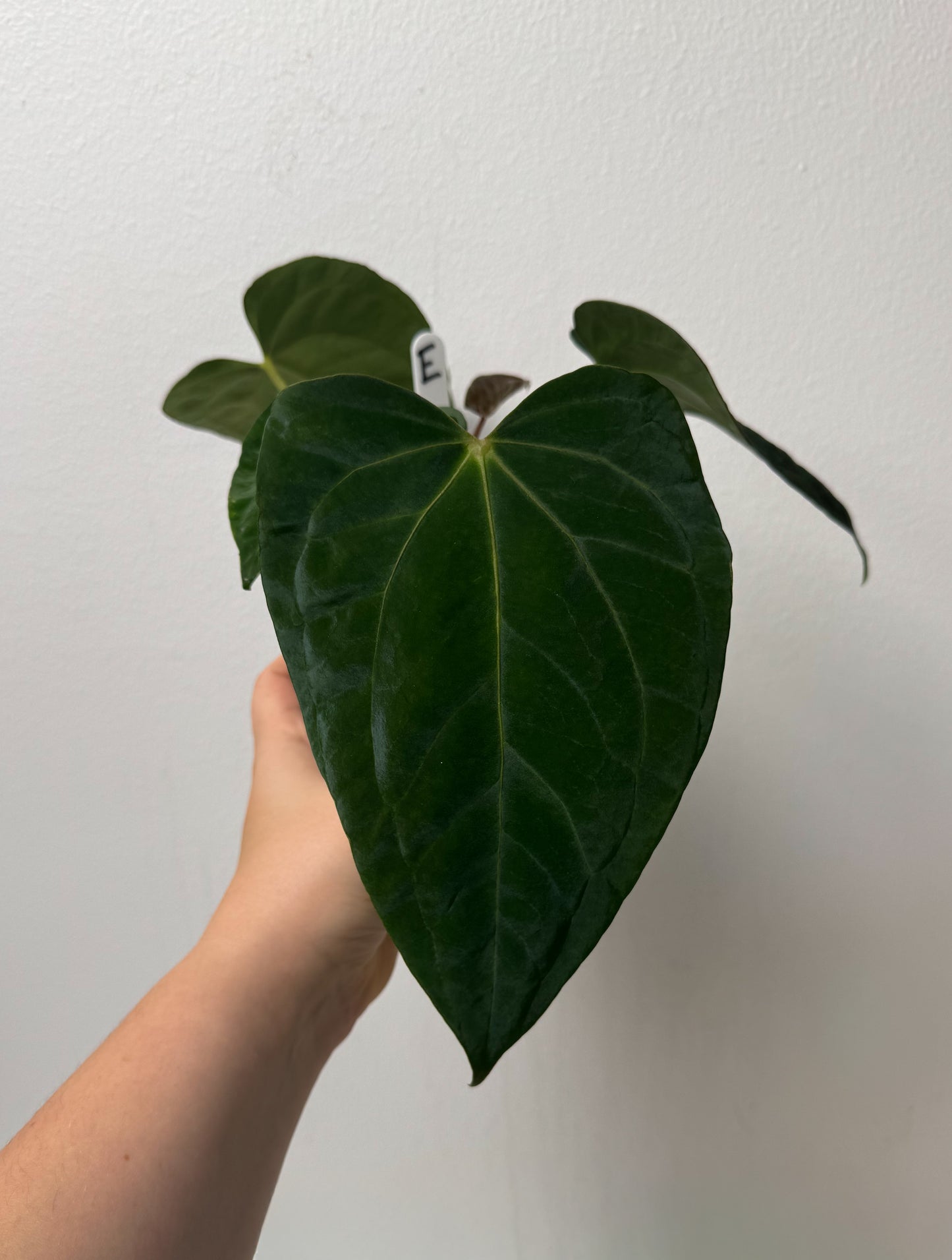Anthurium (papX x pap x-one) variegated x carlablackiae X (NSE)