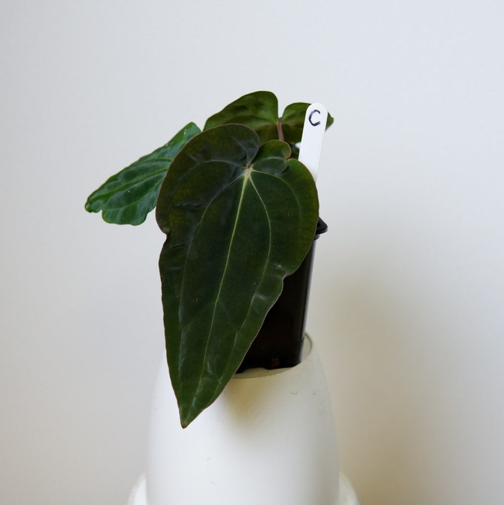 Anthurium carlablackiae (NSE) x BVEP ('SS x RA')