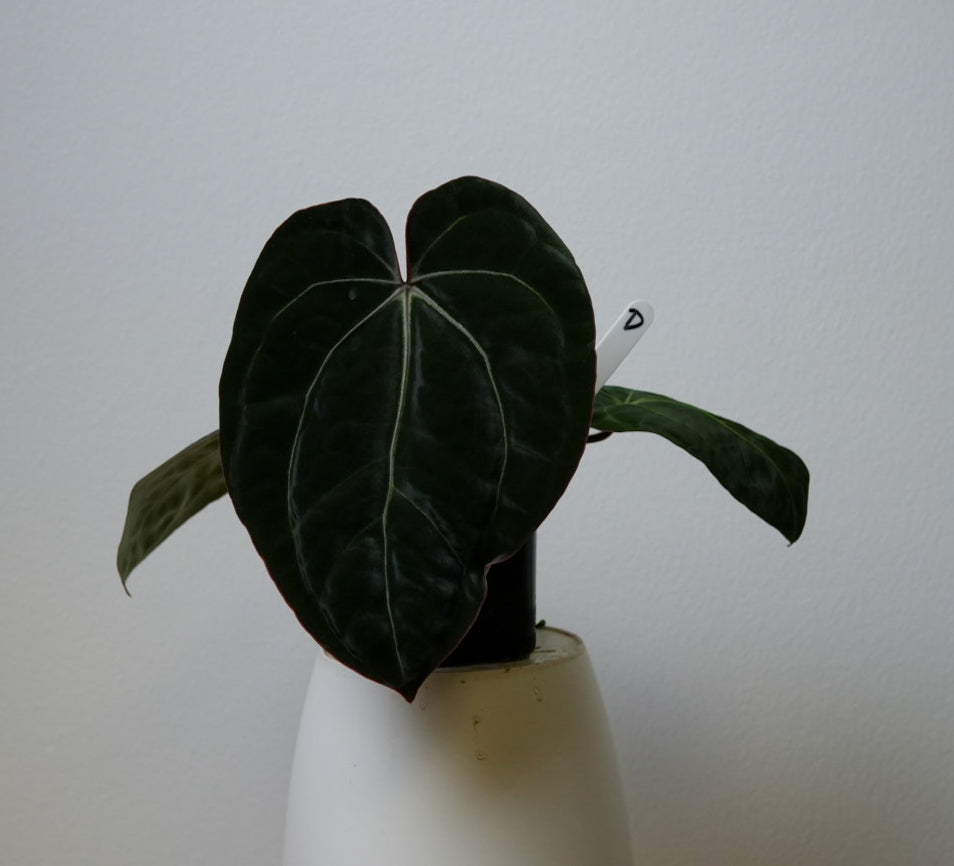 Anthurium Complex HU hybrid 1 x carlablackiae (NSE)