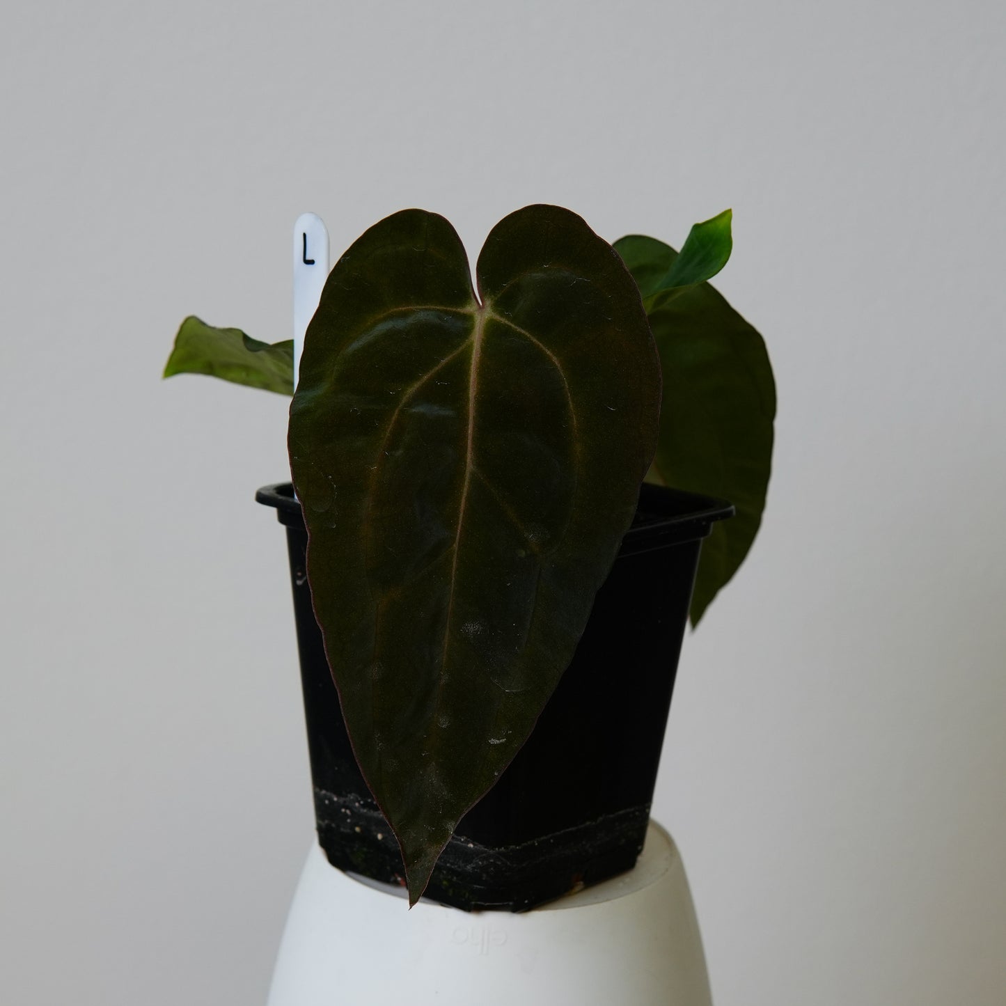 Anthurium ((carlablackiae x dressleri RD) x pap 'RLFS') x carlablackiae (NSE)