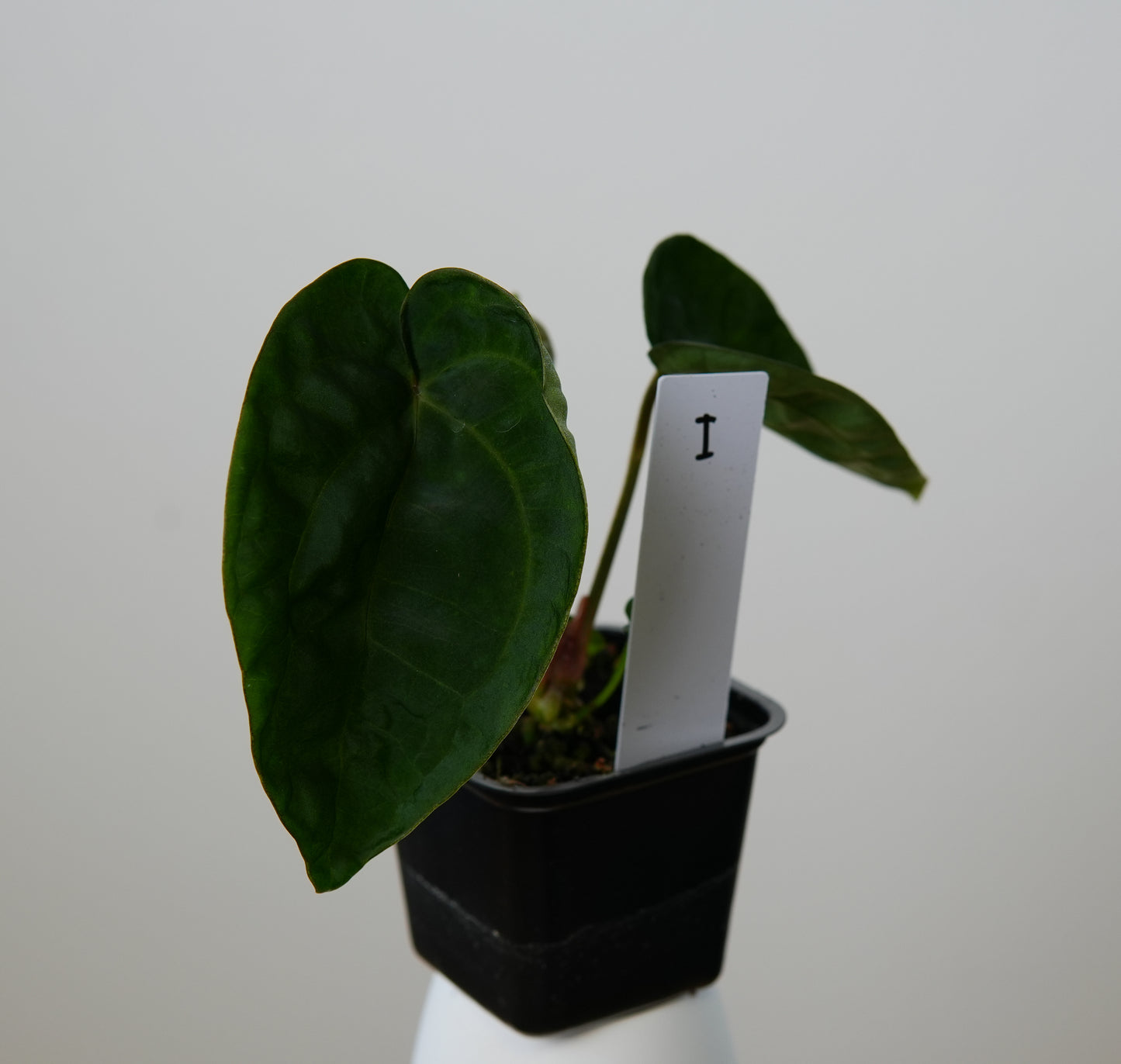 Anthurium (AOS x (Zara x Michelle) 6) x dressleri ('Black x RG f2')