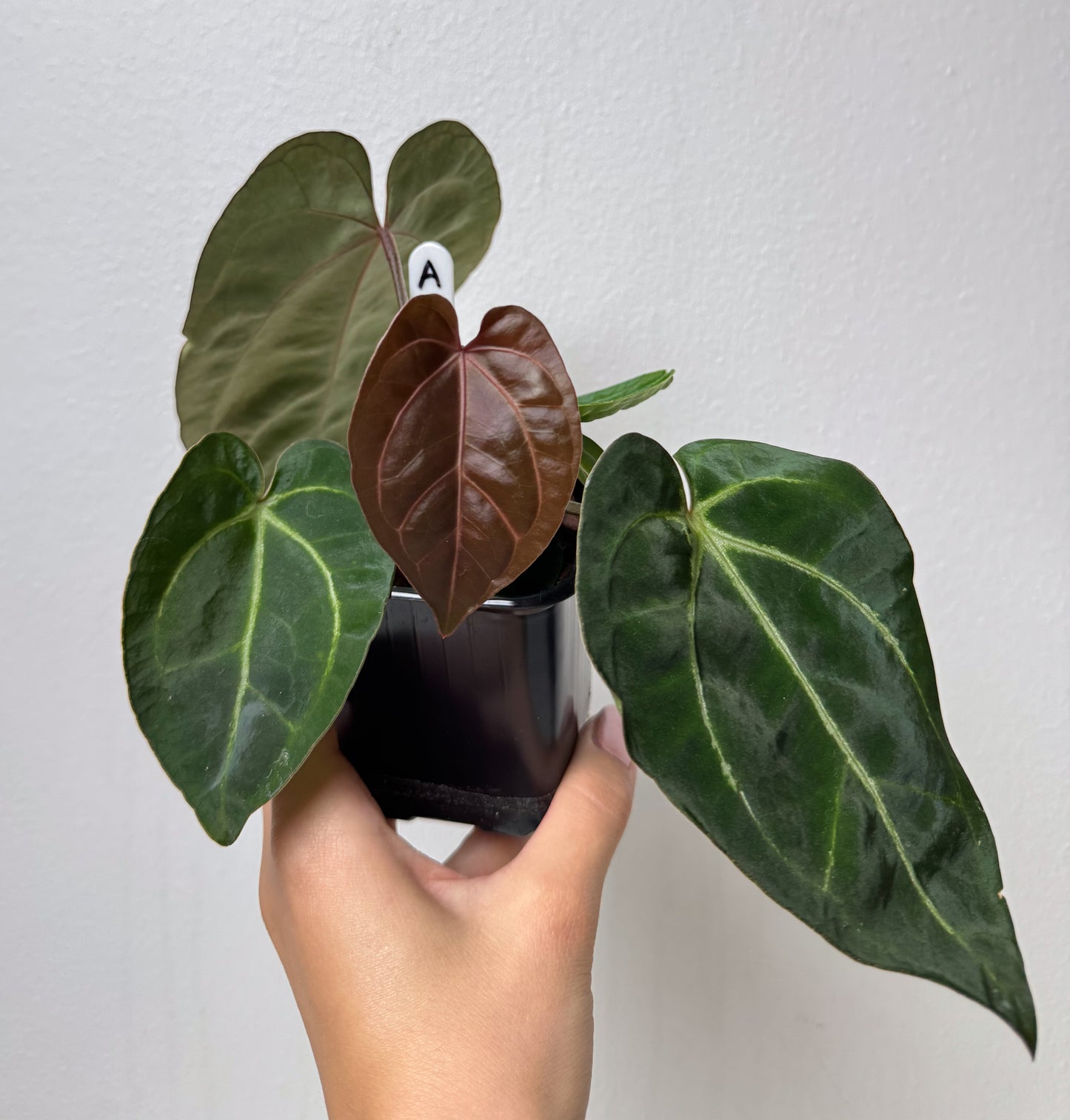 Anthurium Complex HU hybrid 1 x carlablackiae (NSE)