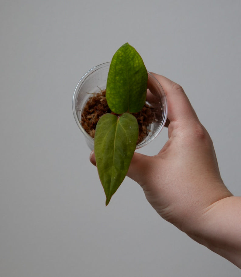 Anthurium papillilaminum 'Long x Long and Bullate' x Dorito Port (mutated)