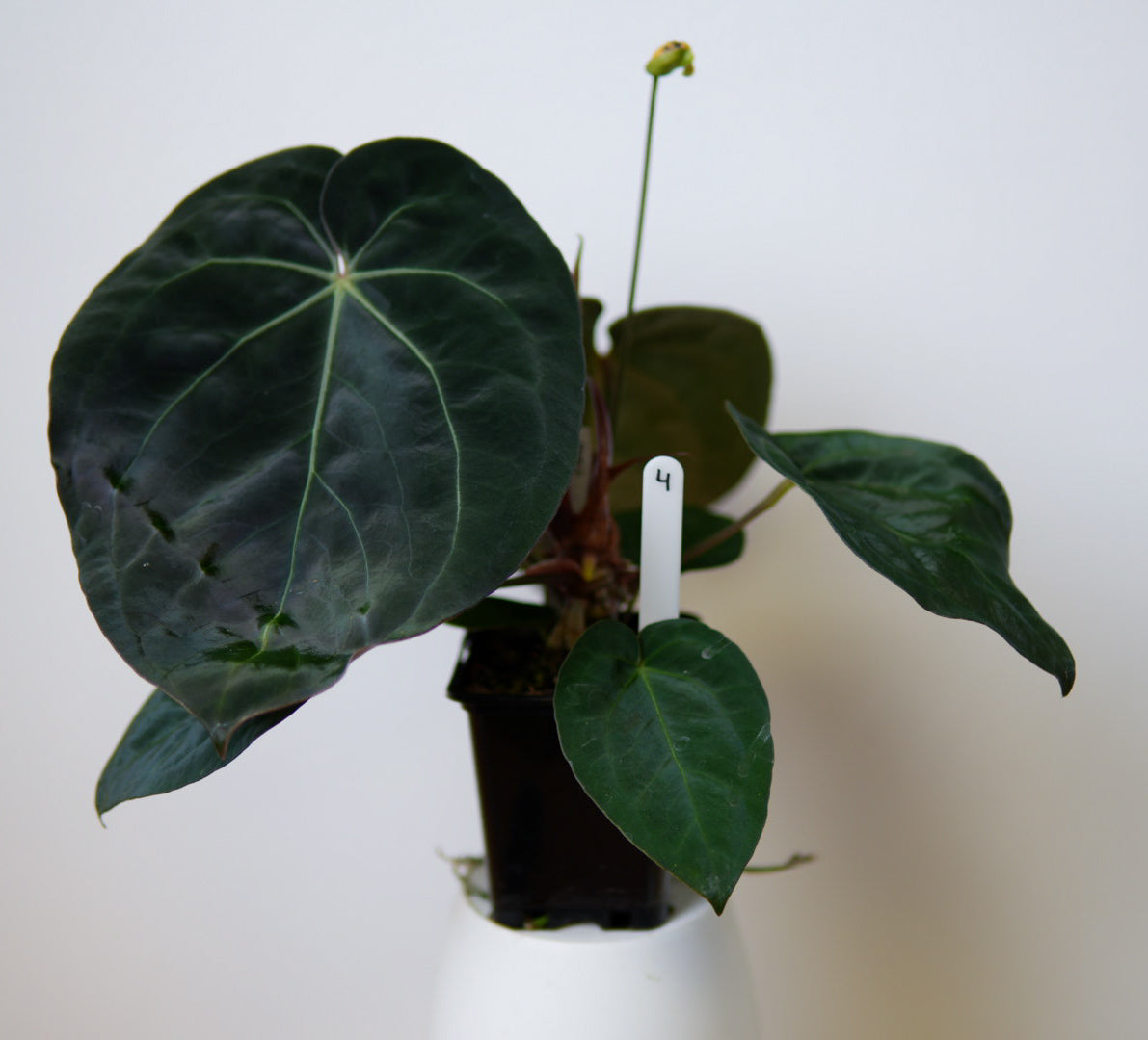 Anthurium complex HU hybrid 1 x carlablackiae X (NSE)