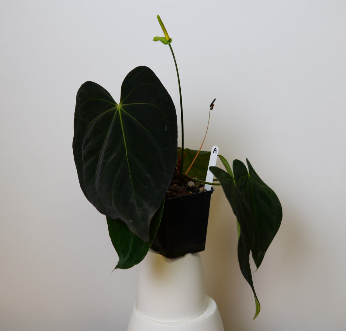 Anthurium (midnight velvet x 'red studd') x carlablackiae x (NSE)