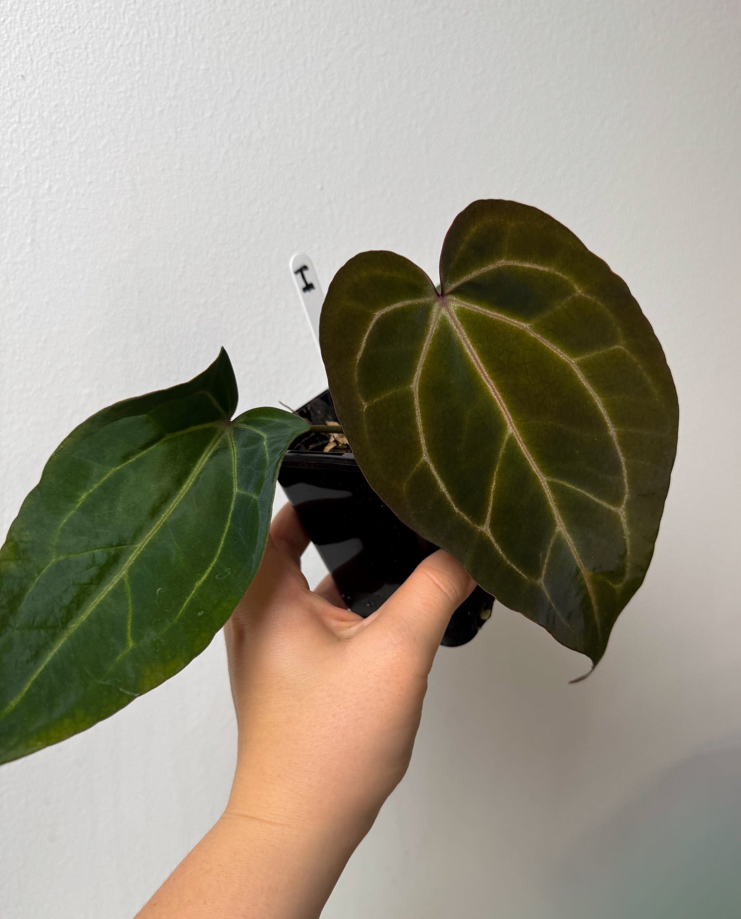 Anthurium (Zara x Michelle) x carlablackiae X (NSE)