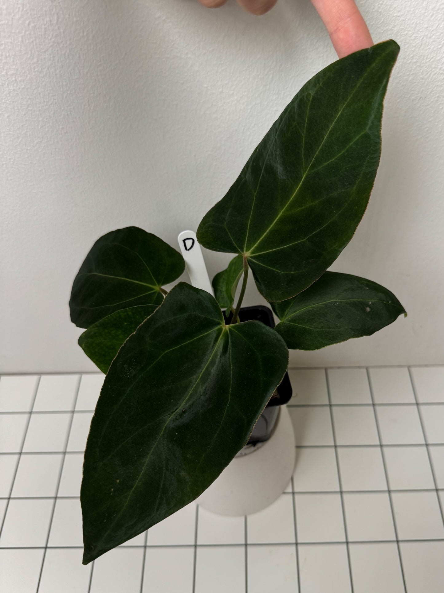 Anthurium (midnight velvet x 'red studd') x carlablackiae x (NSE)