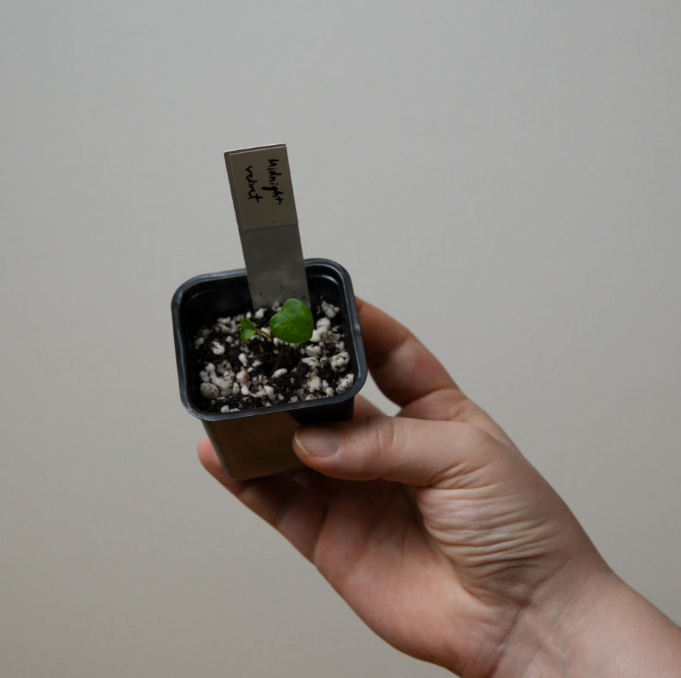 Anthurium 'Midnight Velvet'