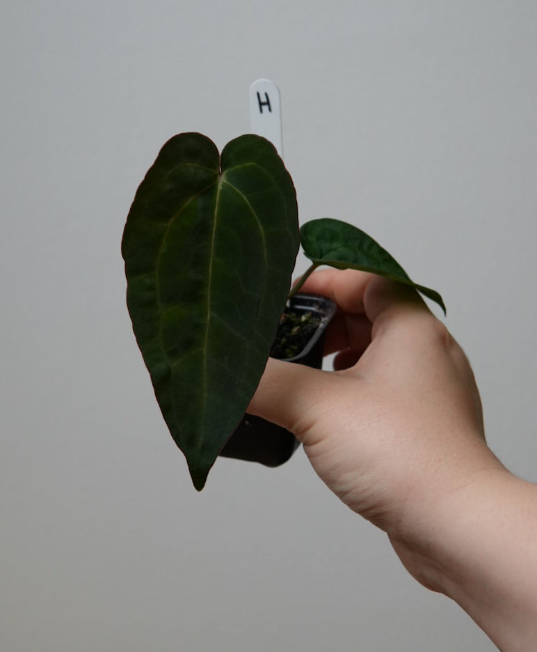 Anthurium (AOS x (Zara x Michelle) 1) x ((carlablackiae x dressleri RD) x pap 'RLFS')