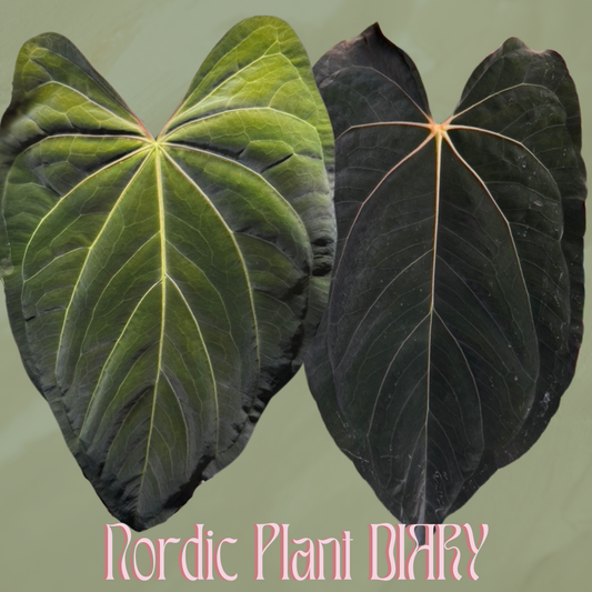 Anthurium (papX x pap x-one) x ((carlablackiae x dressleri RD) x pap 'RLFS')