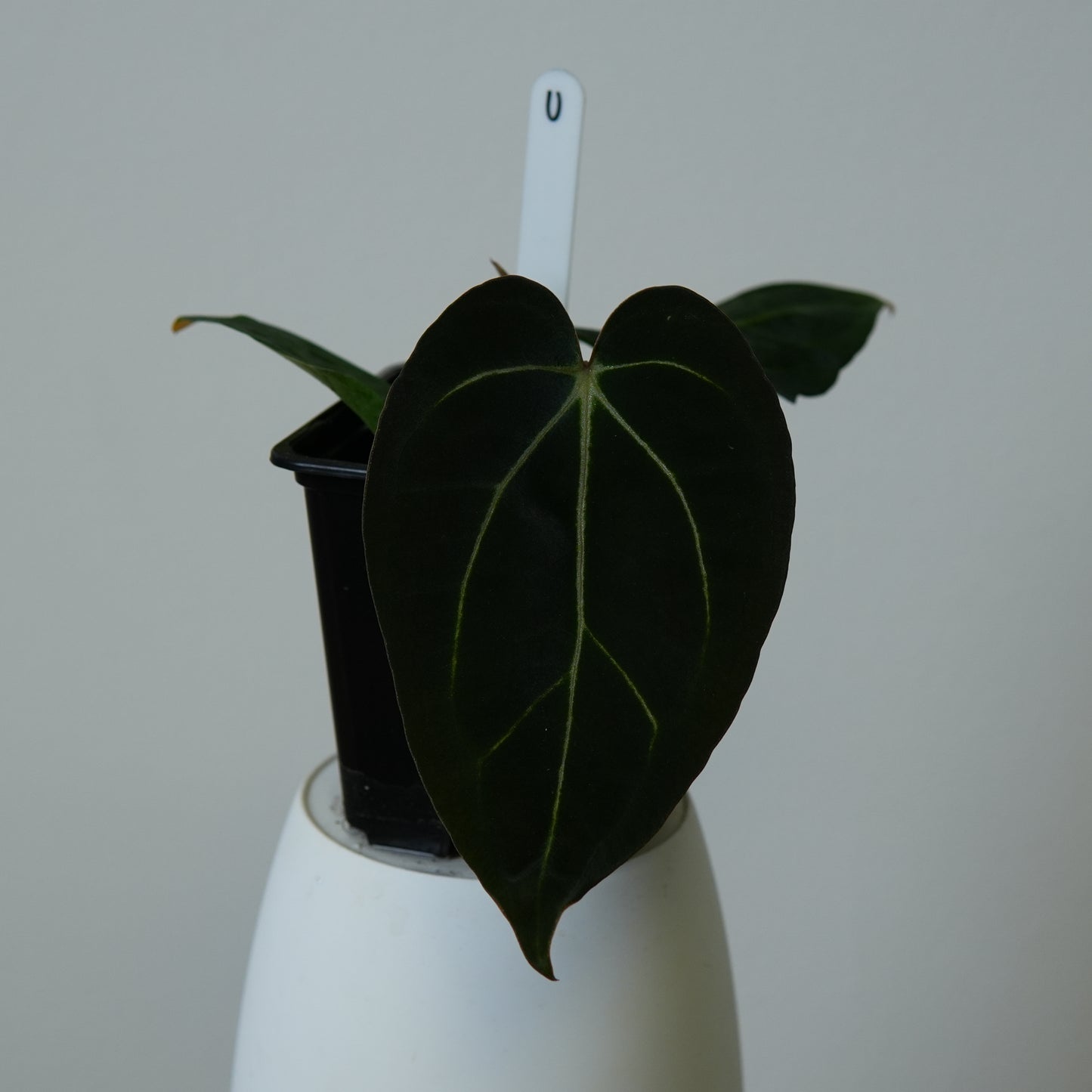 Anthurium carlablackiae (NSE) x carlablackiae X (NSE)