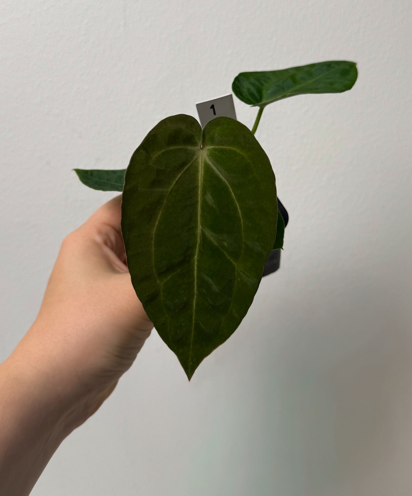 Anthurium Silver blush x BVEP ('round' x 'RA1')