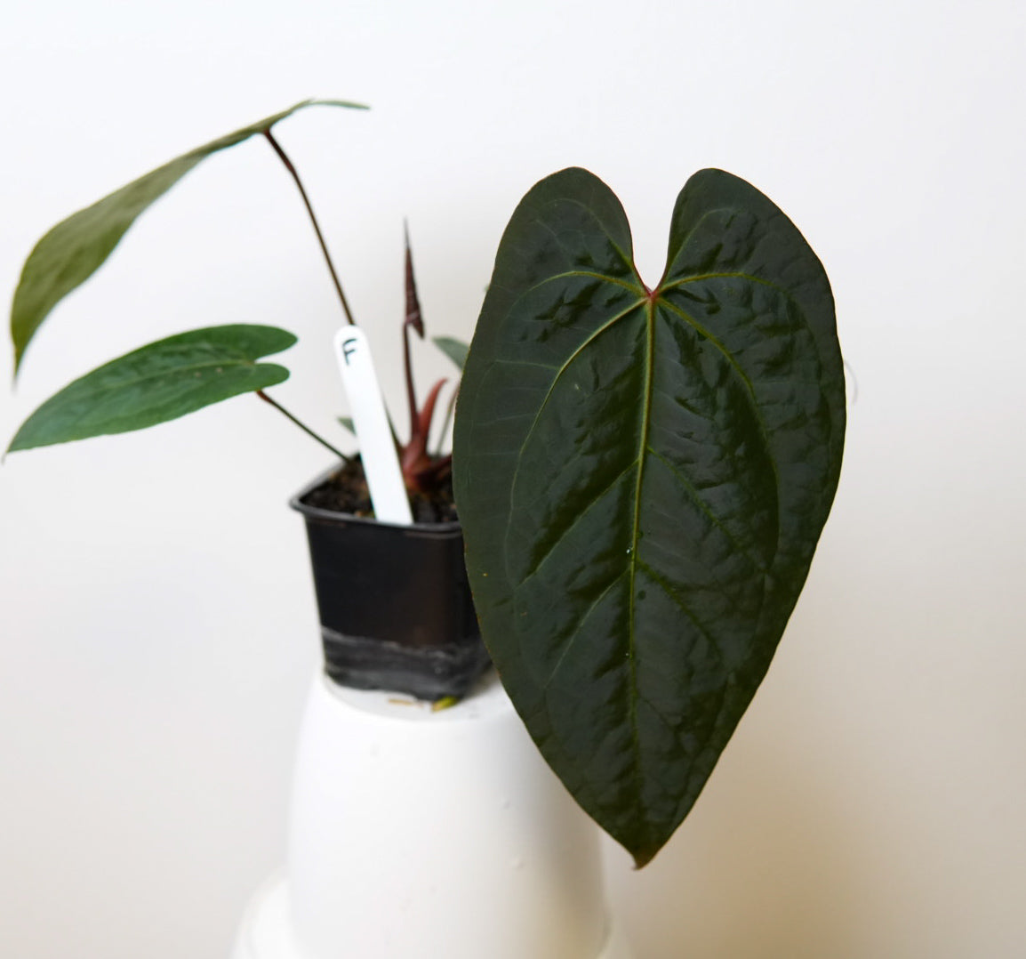 Anthurium Cv Carmesim x (Zara x Michelle)