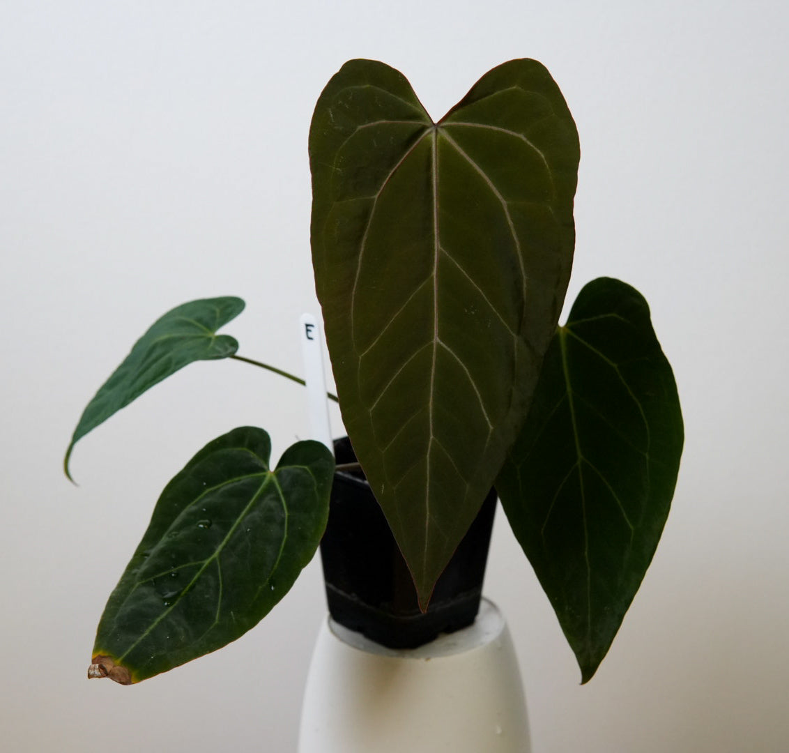 Anthurium (Zara x Michelle) x (Dorito Port x RLFS)