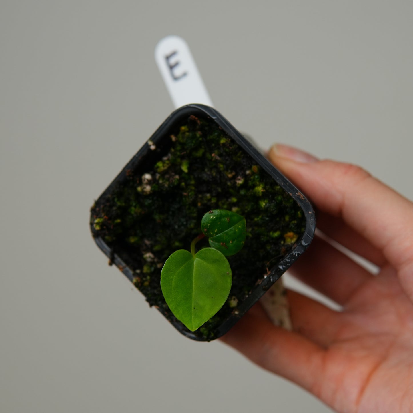 Anthurium ((subsignatum x pap 'Marie') x pap 'Grim Reaper') x RVDP