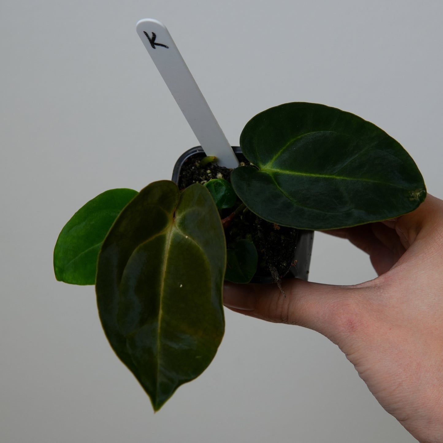 Anthurium carlablackiae (NSE) x carlablackiae X (NSE)