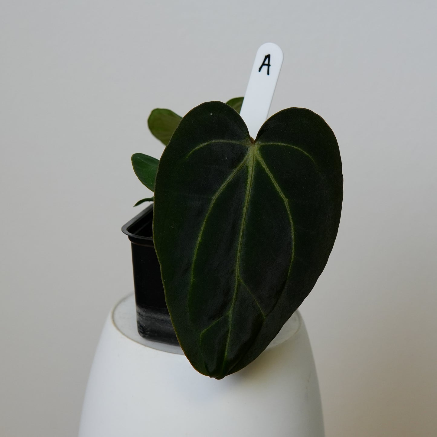 Anthurium carlablackiae (NSE) x carlablackiae X (NSE)