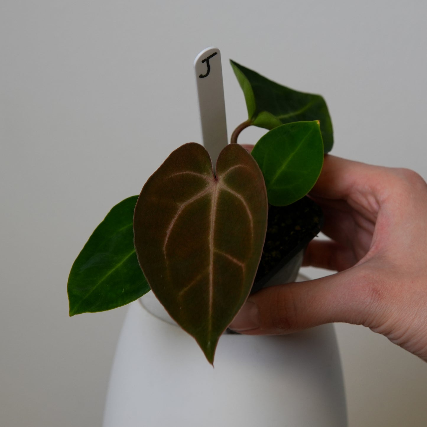 Anthurium carlablackiae (NSE) x carlablackiae X (NSE)