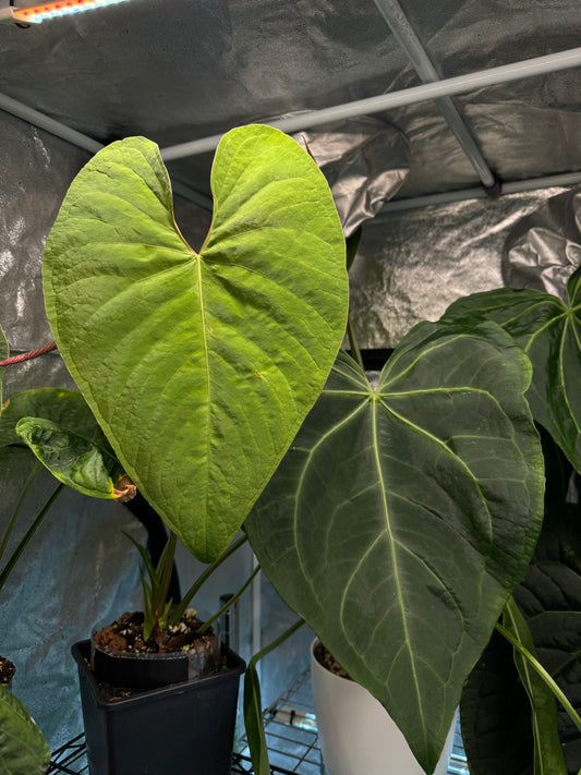 Anthurium 'Huanco velvet'